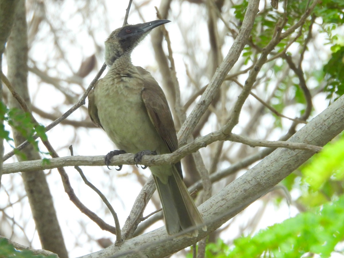 Helmeted Friarbird - ML641648648