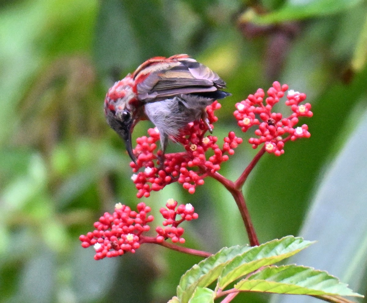 Karmesinnektarvogel - ML641648651