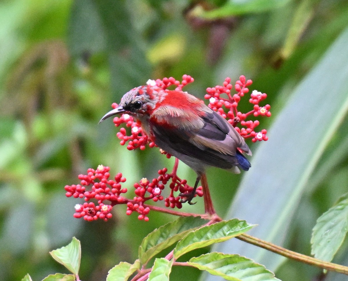 Karmesinnektarvogel - ML641648652