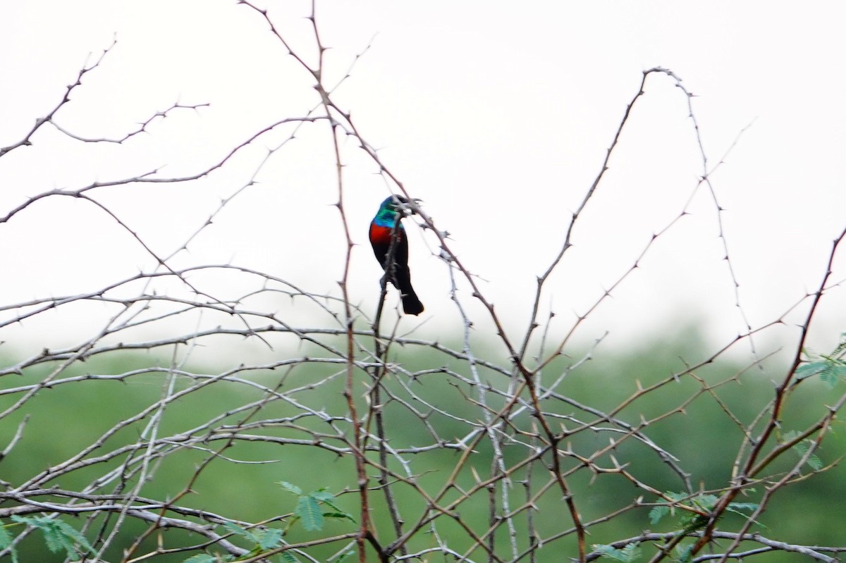 Abyssinian Sunbird - ML641648662