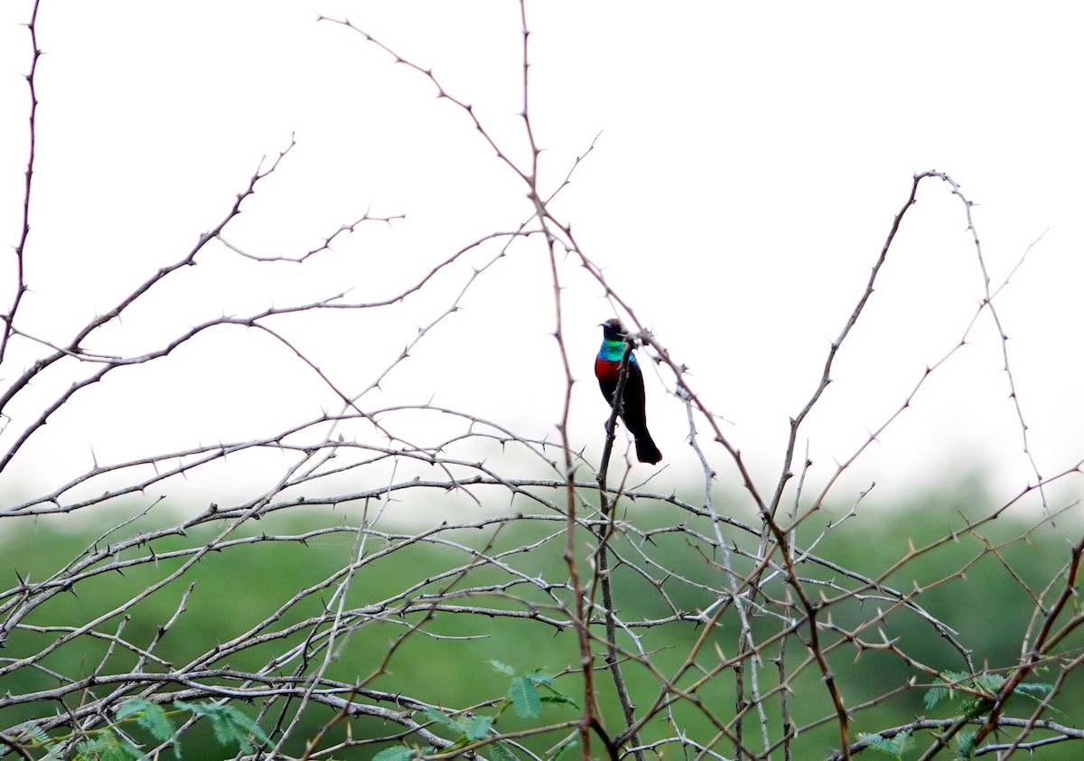 Abyssinian Sunbird - ML641648663