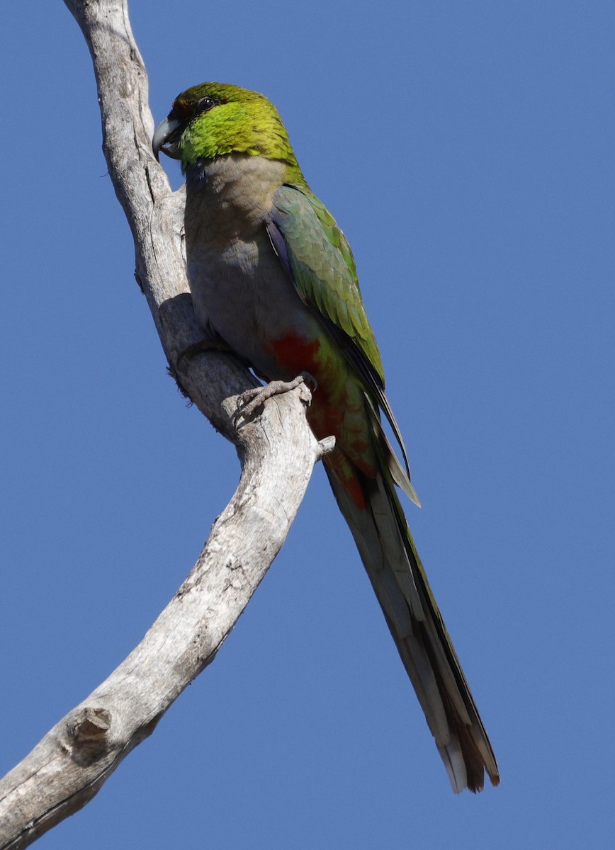 Red-capped Parrot - ML641648670