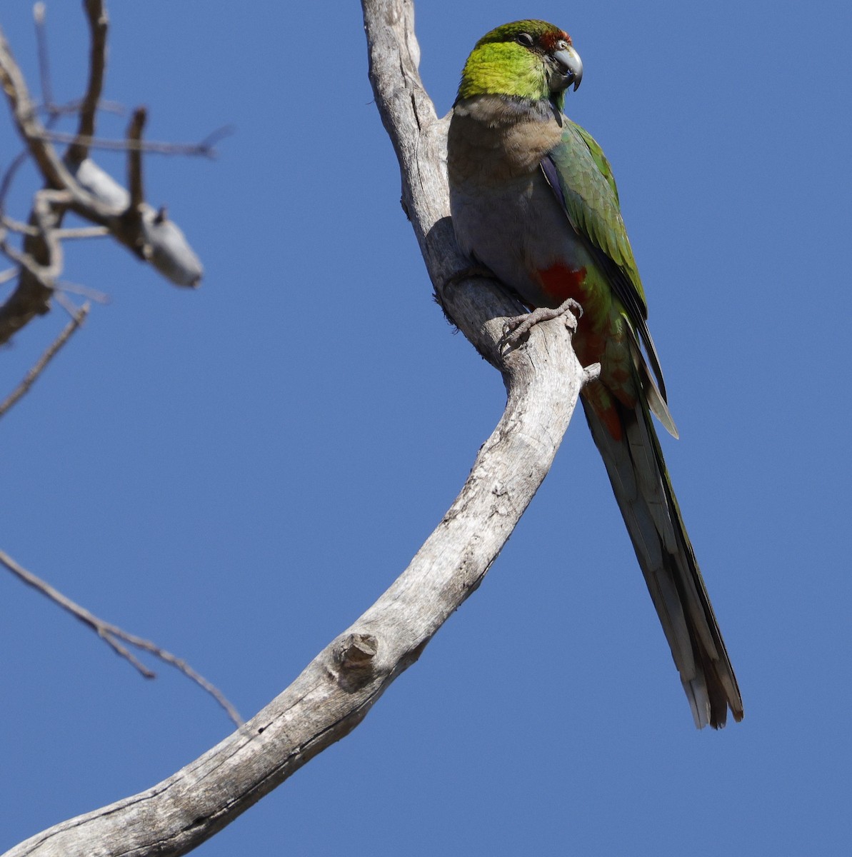 Red-capped Parrot - ML641648671