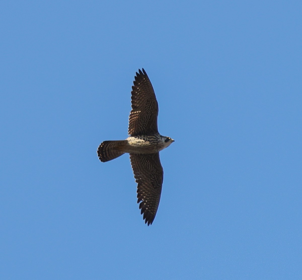 Peregrine Falcon (Eurasian) - ML641648674