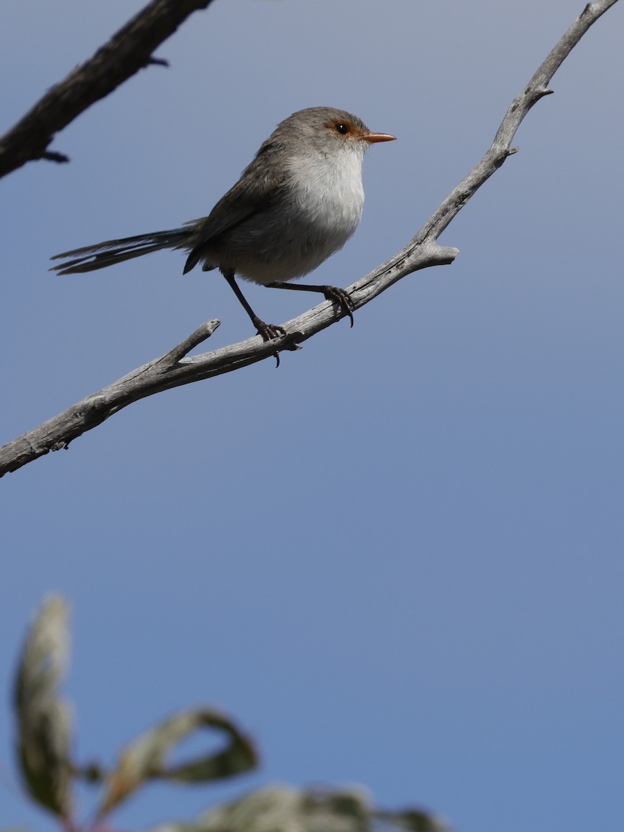 Splendid Fairywren - ML641648684