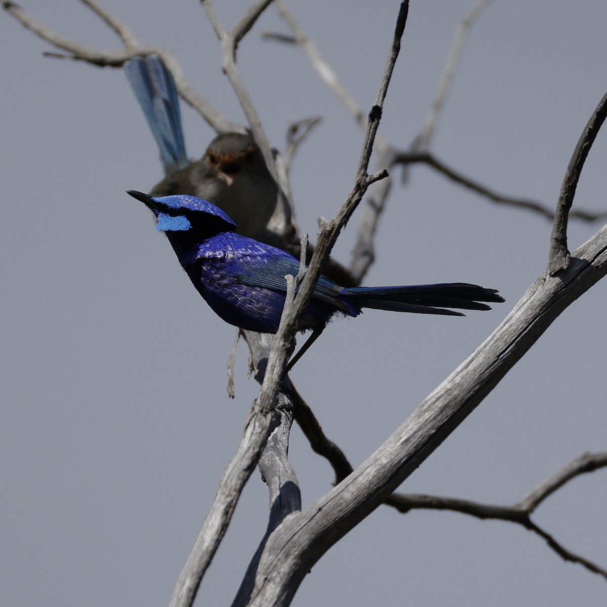 Splendid Fairywren - ML641648685