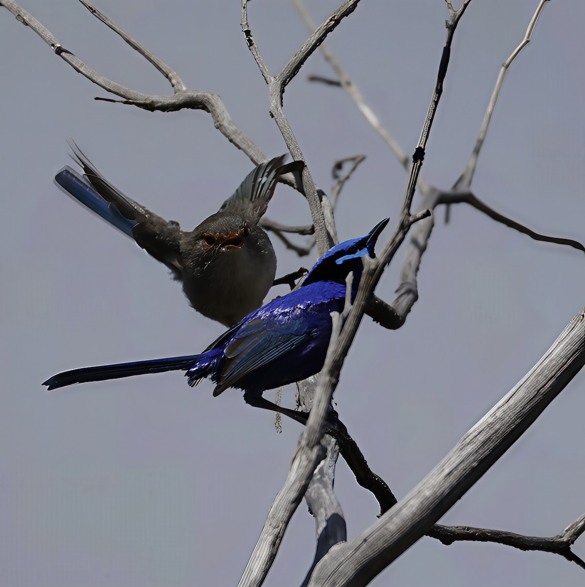 Splendid Fairywren - ML641648686