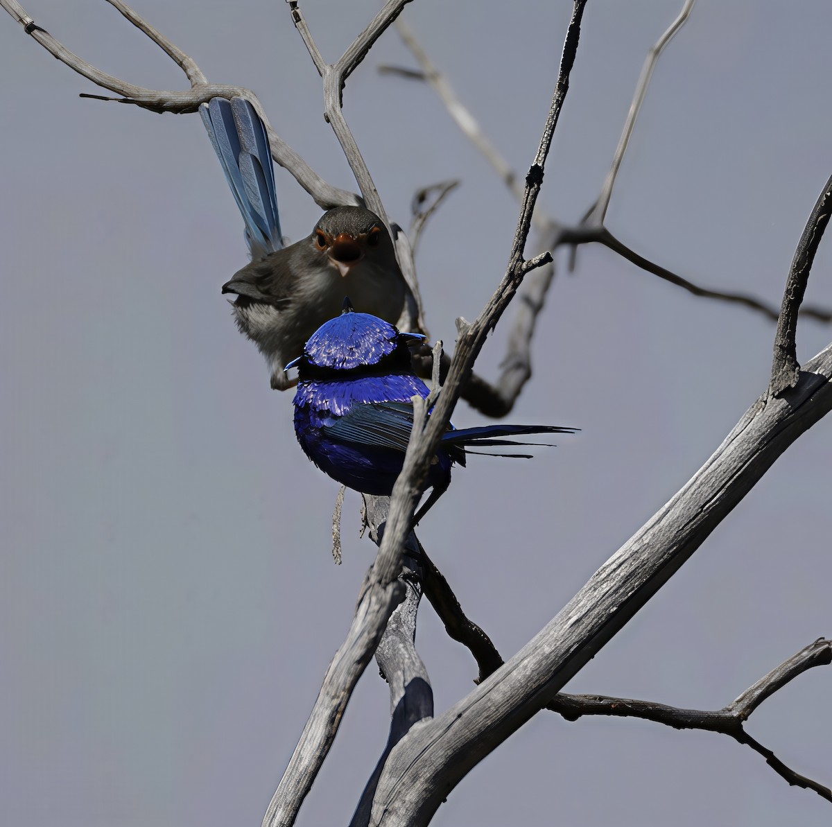 Splendid Fairywren - ML641648687
