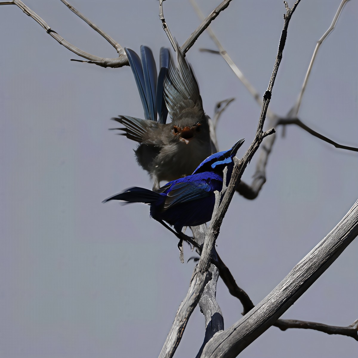 Splendid Fairywren - ML641648688