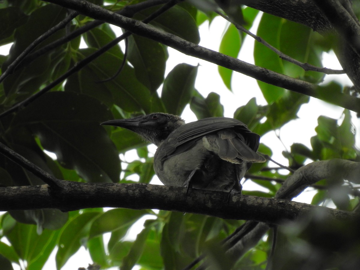 Helmeted Friarbird - ML641648693