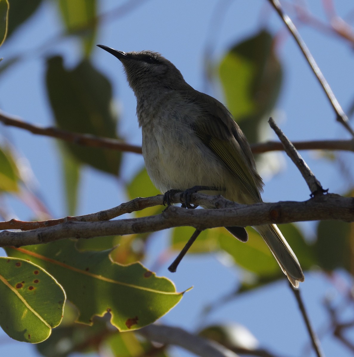 Brown Honeyeater - ML641648699