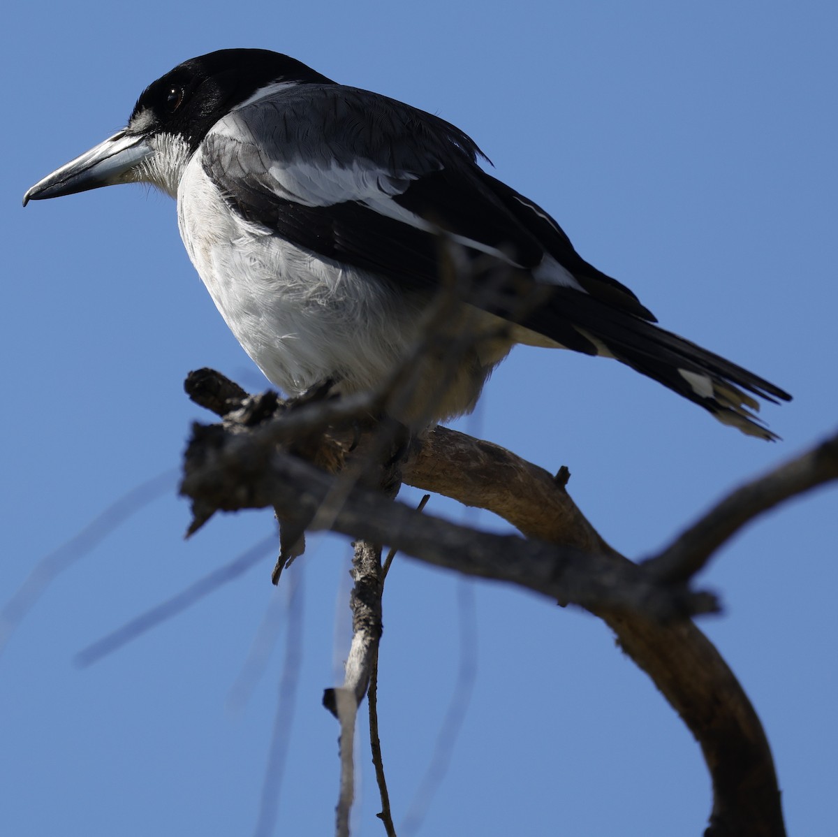Gray Butcherbird - ML641648702