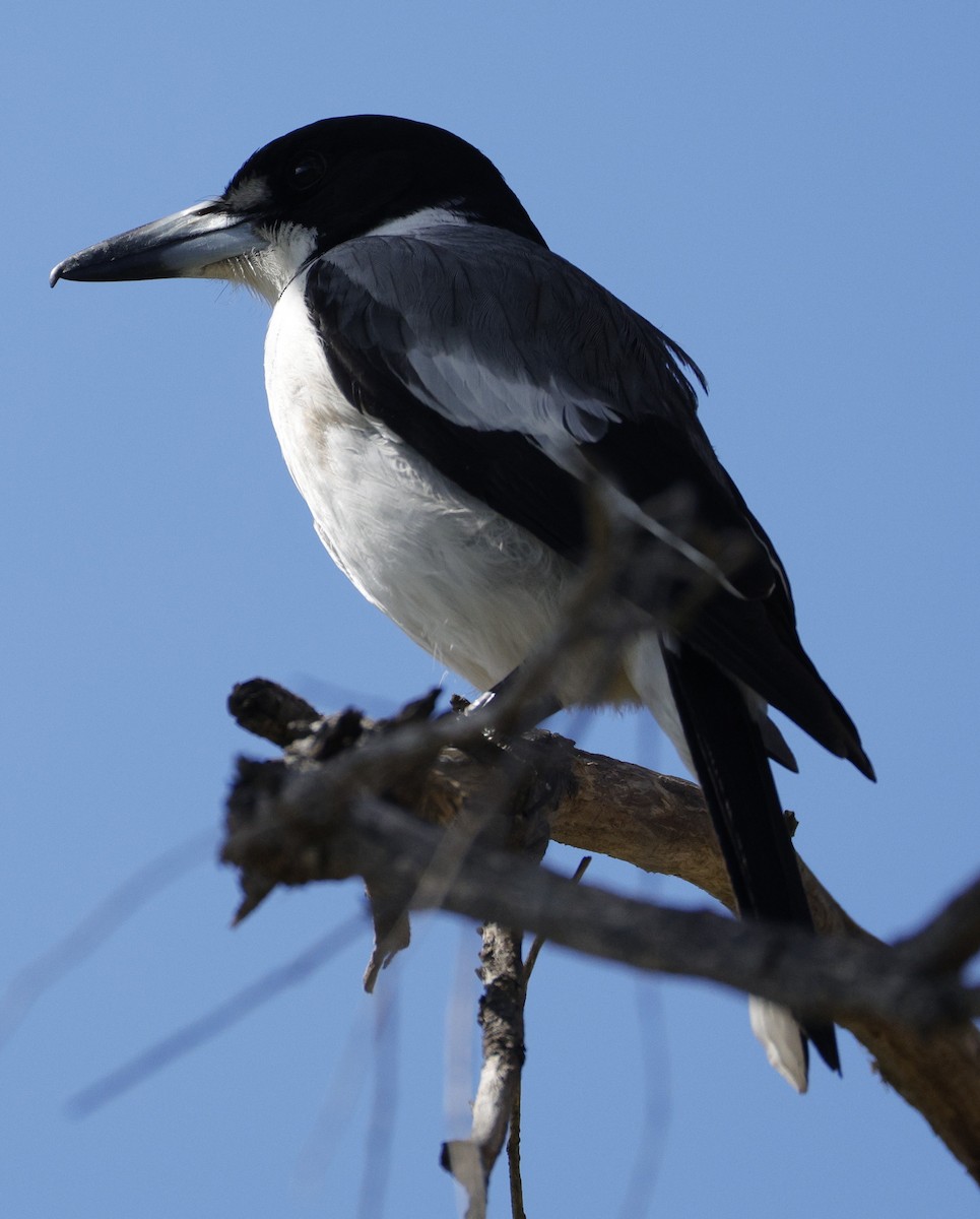 Gray Butcherbird - ML641648703