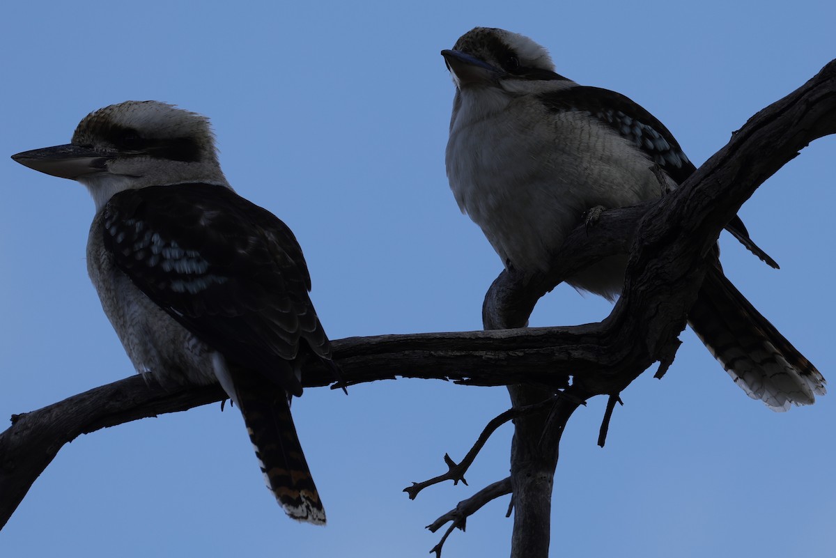 Laughing Kookaburra - ML641648733