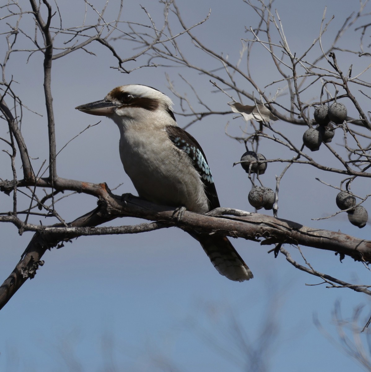 Laughing Kookaburra - ML641648734