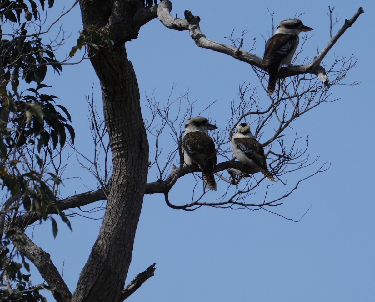 Laughing Kookaburra - ML641648735
