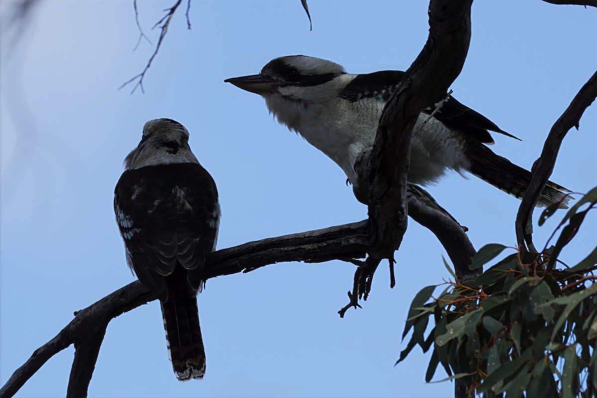 Laughing Kookaburra - ML641648736