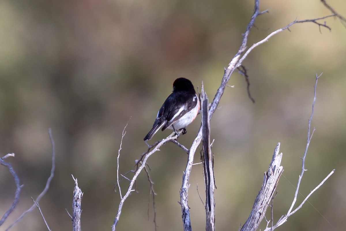 Red-capped Robin - ML641648757
