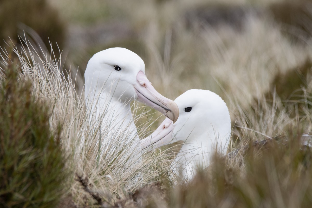 Southern Royal Albatross - ML641648762