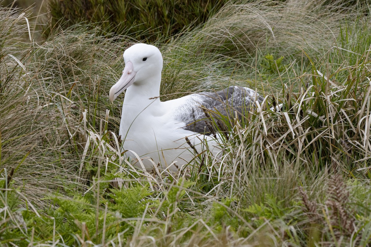 Southern Royal Albatross - ML641648771