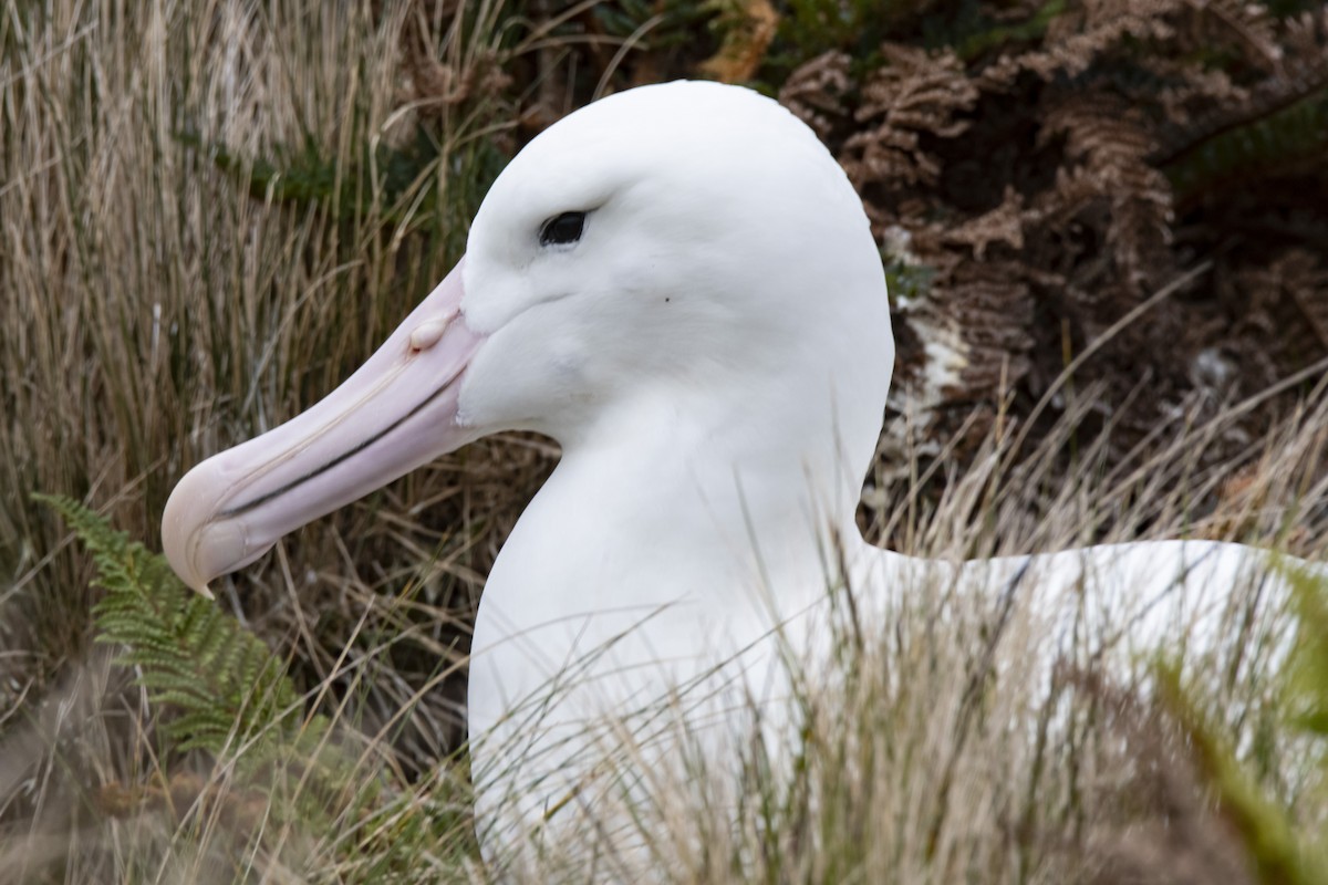 Southern Royal Albatross - ML641648775