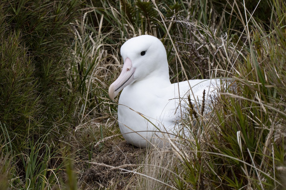 Southern Royal Albatross - ML641648786