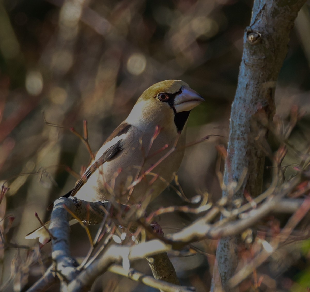 Hawfinch - ML641648789