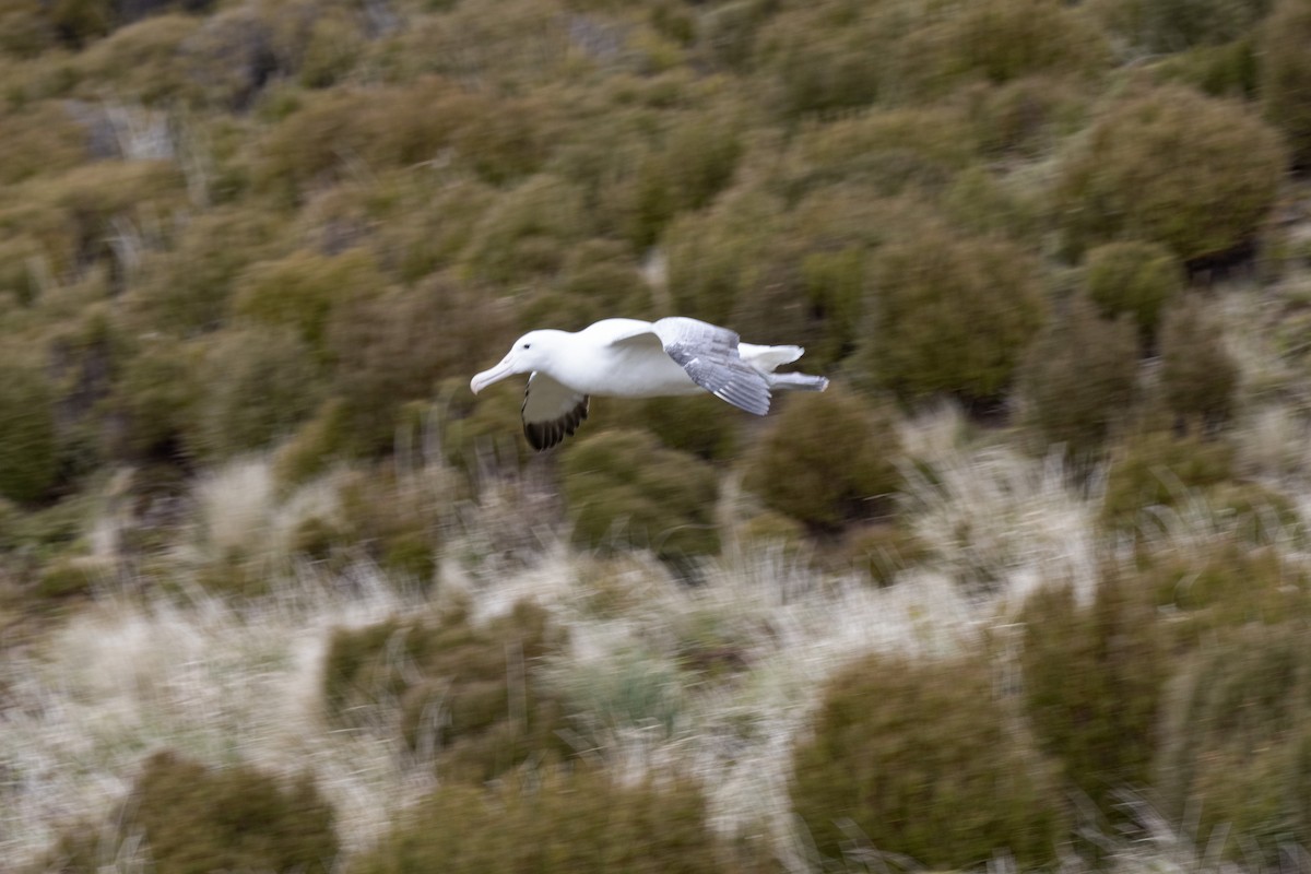 Southern Royal Albatross - ML641648805