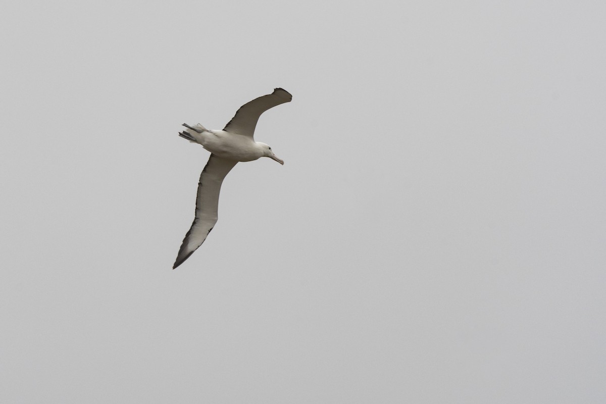 Southern Royal Albatross - ML641648814