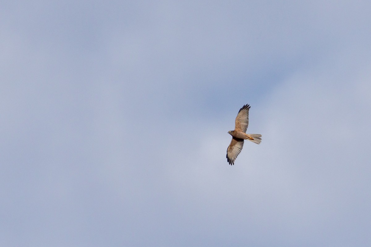 Collared Sparrowhawk - ML641648815