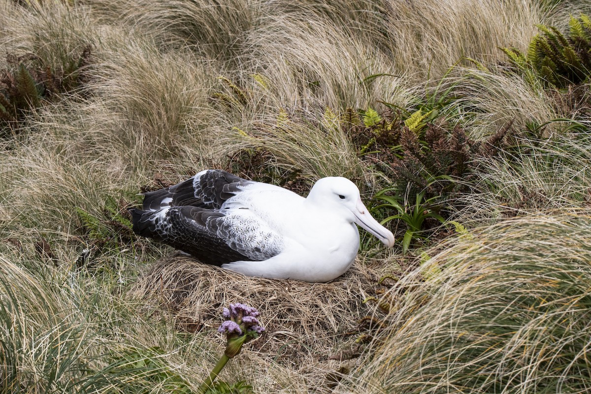 Southern Royal Albatross - ML641648823