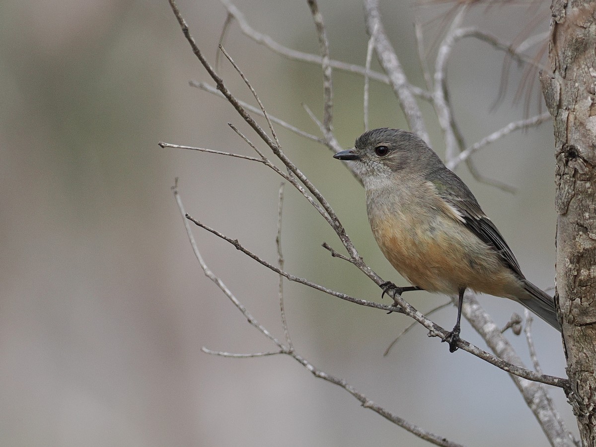 gullplystrer (fuliginosa/occidentalis) - ML641648845