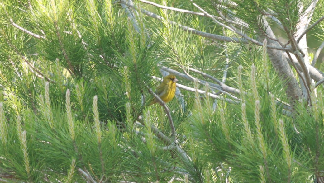 European Serin - ML641648853