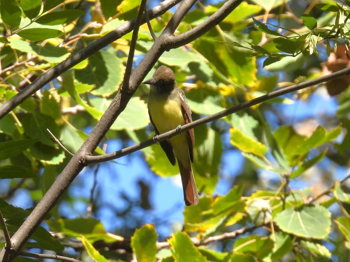 Great Crested Flycatcher - ML641648855