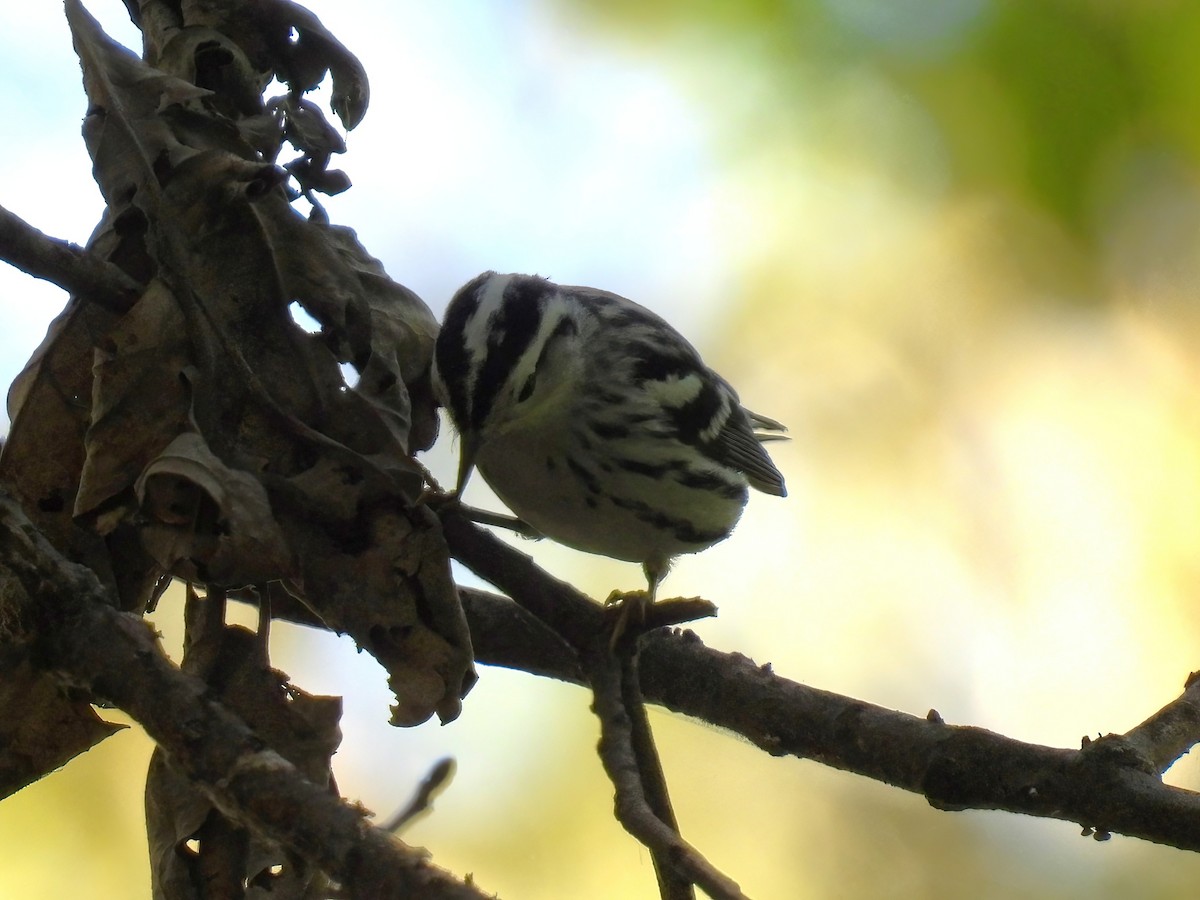 Black-and-white Warbler - ML641648856