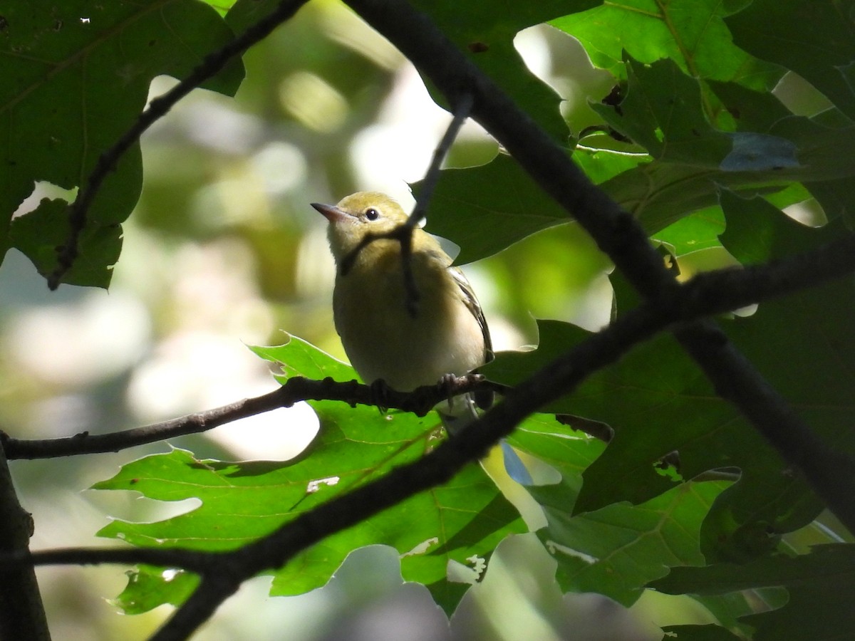 Bay-breasted Warbler - ML641648857