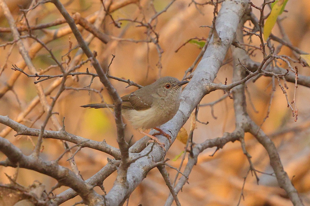 Miombo Wren-Warbler - ML641648908