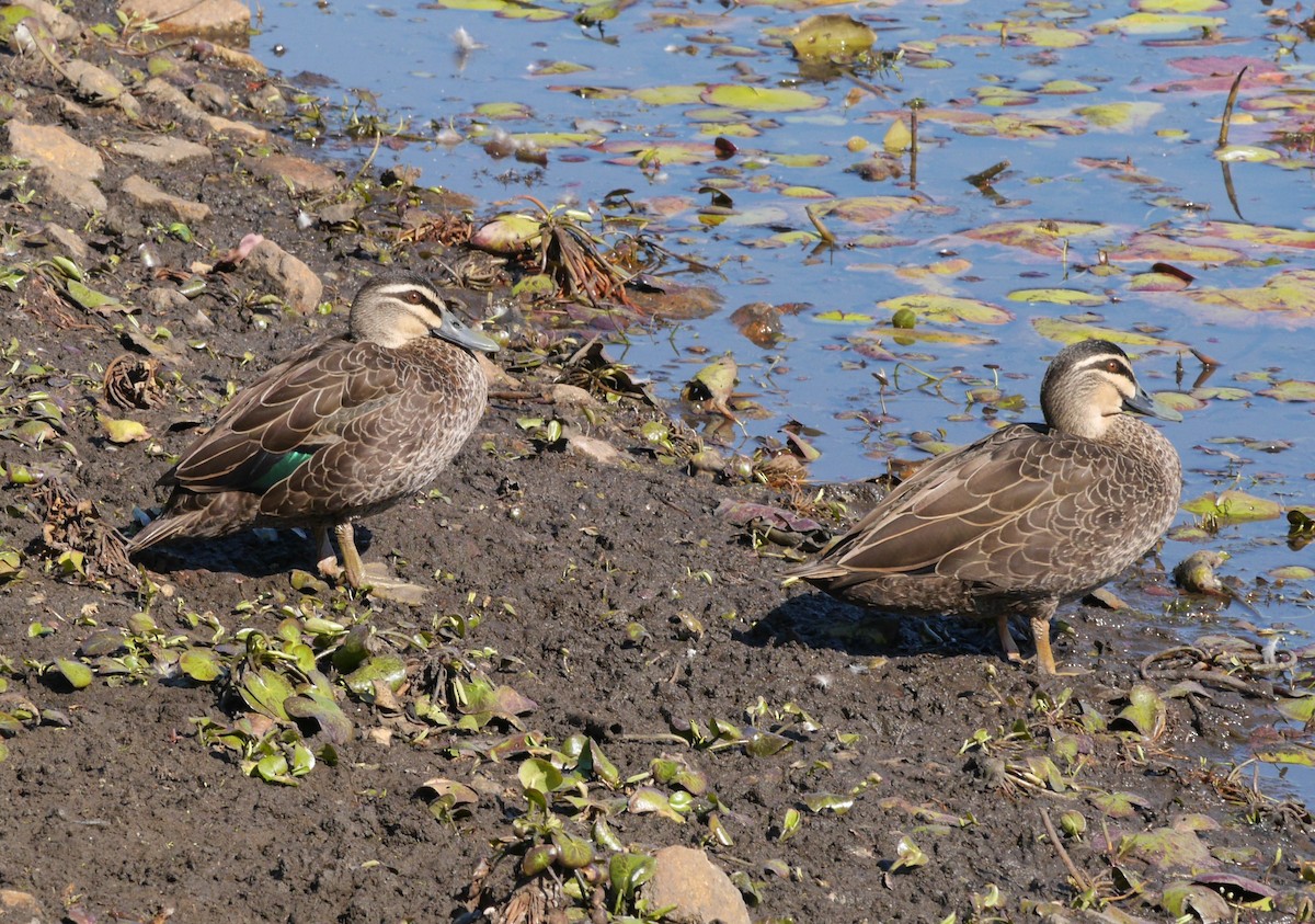 Pacific Black Duck - Frank Coman