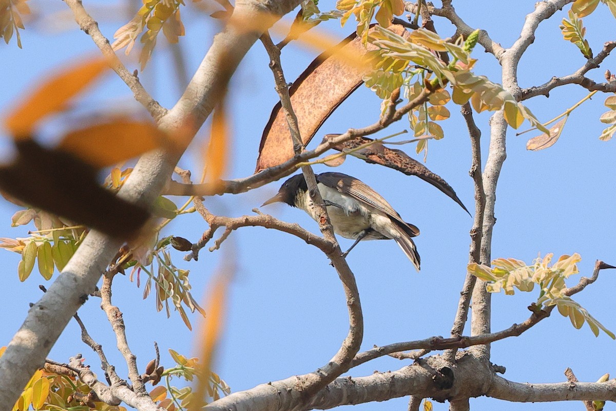 Suimanga Violeta - ML641648931