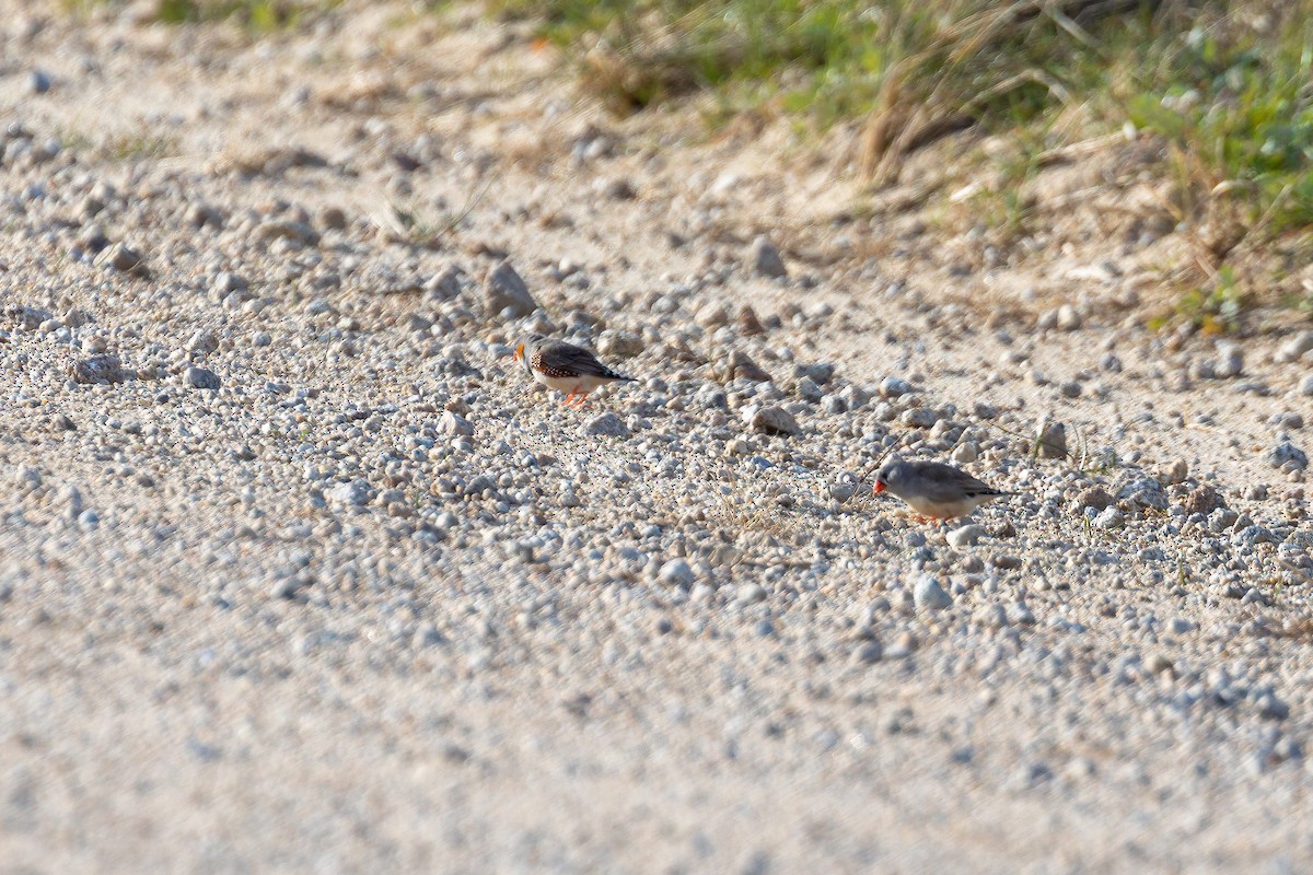 Zebra Finch - ML641648943