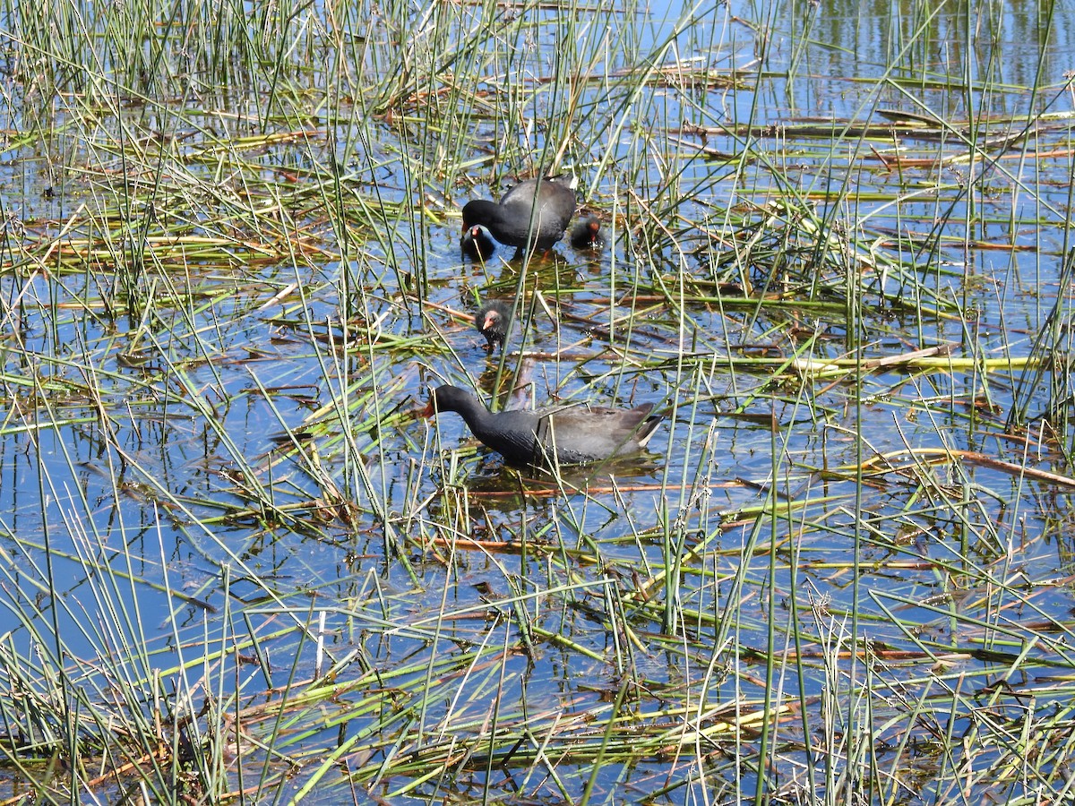 Dusky Moorhen - ML641648965