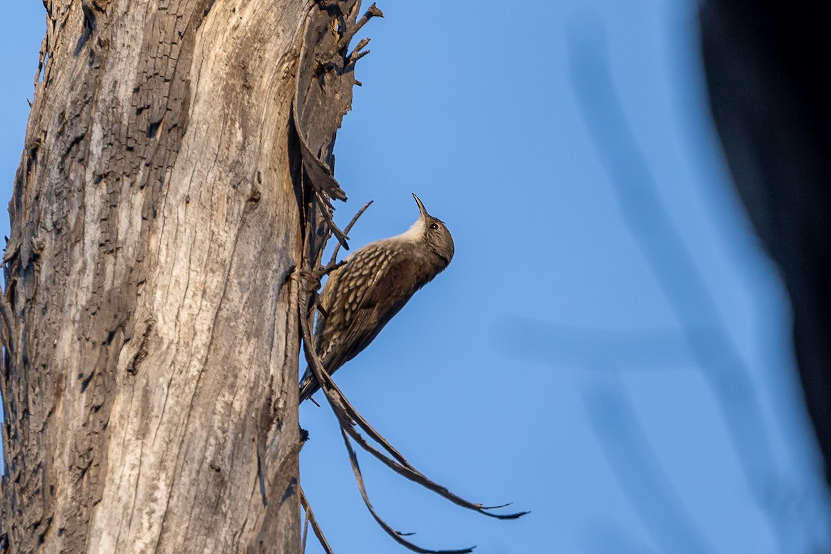 White-throated Treecreeper - ML641648980