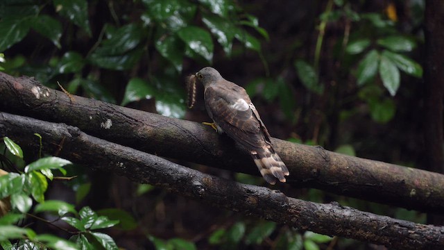 Philippine Hawk-Cuckoo - ML641648990