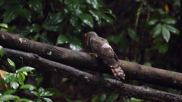 Philippine Hawk-Cuckoo - ML641648991