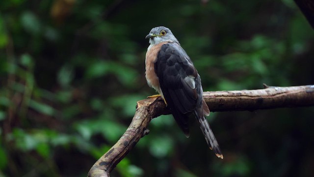 Philippine Hawk-Cuckoo - ML641648996