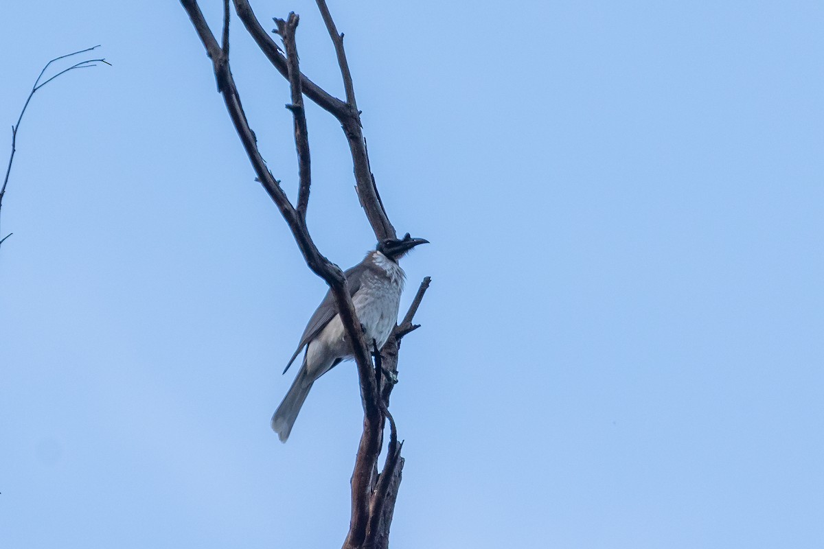 Noisy Friarbird - ML641649015