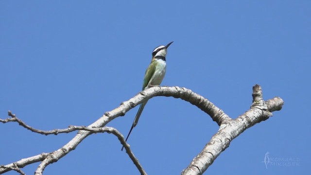 Abejaruco Gorjiblanco - ML641649016