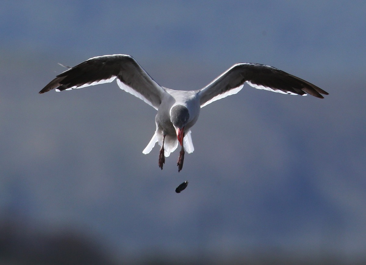 Dolphin Gull - ML641649018