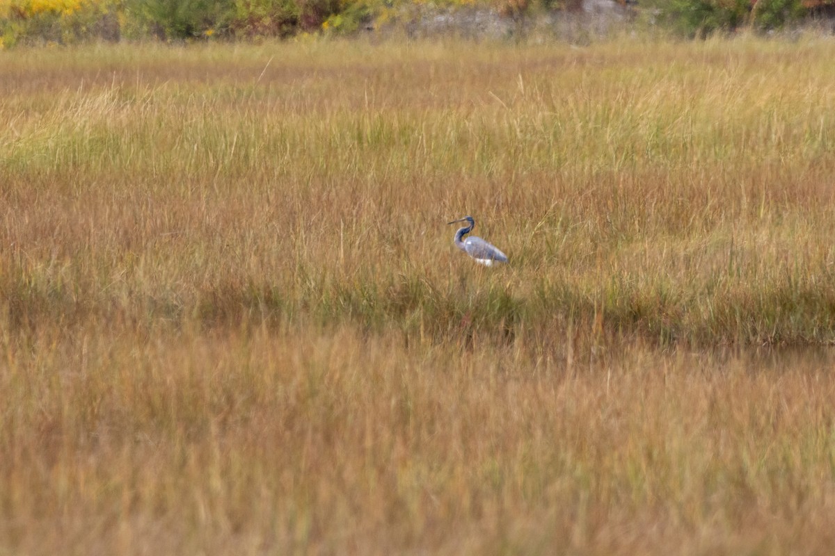 Tricolored Heron - ML641649047
