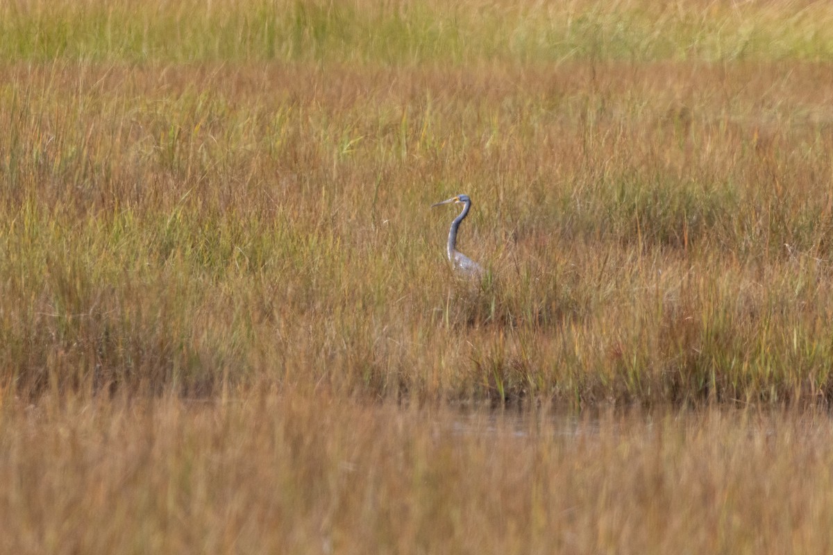 Tricolored Heron - ML641649052